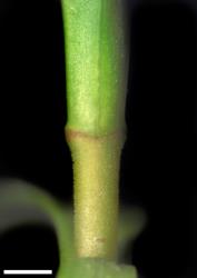 Veronica traversii. Leaf bud with no sinus. Scale = 1 mm.
 Image: W.M. Malcolm © Te Papa CC-BY-NC 3.0 NZ